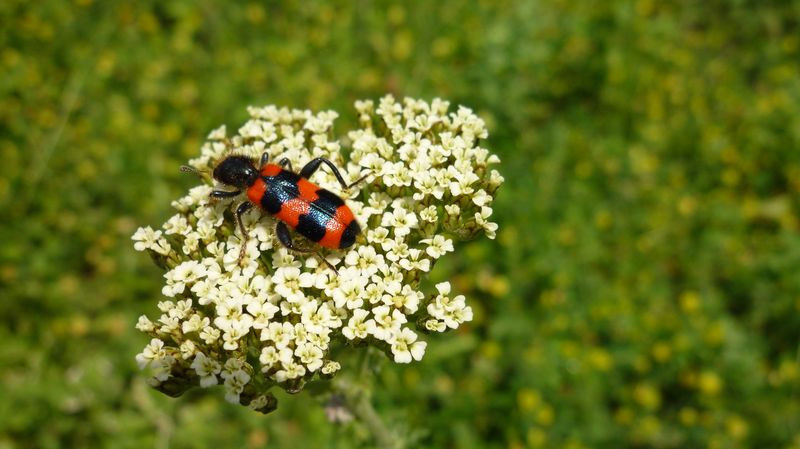 Trichodes alvearius ?